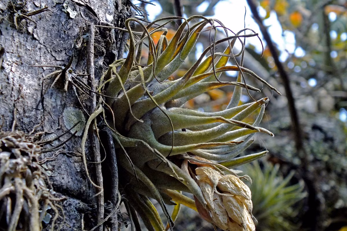 Trong tự nhiên, cây không khí sinh trưởng trong các môi trường đa dạng như rừng mưa nhiệt đới, núi đá cằn khô, đầm lầy, mái nhà hoặc thậm chí cả dây cáp viễn thông.