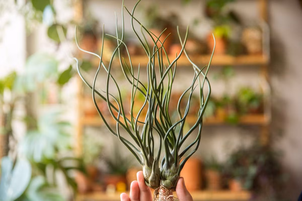 Do có thể sống lâu năm, đa dạng về hình thái và không cần đất để sống, các loài cây không khí đã trở thành đối tượng sưu tầm ưa thích của những người chơi cây cảnh trên khắp thế giới.