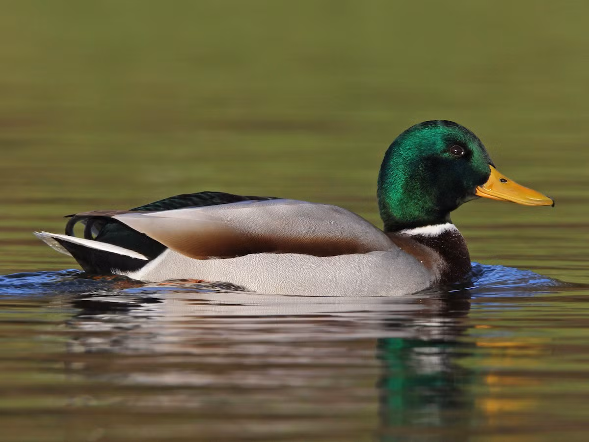  Vịt cổ xanh (Anas platyrhynchos). Kích thước: Dài 55-65 cm. Khu vực phân bố: Ghi nhận ở Bắc Bộ vào mùa đông. Tình trạng bảo tồn: Ít quan tâm (Sách Đỏ IUCN).