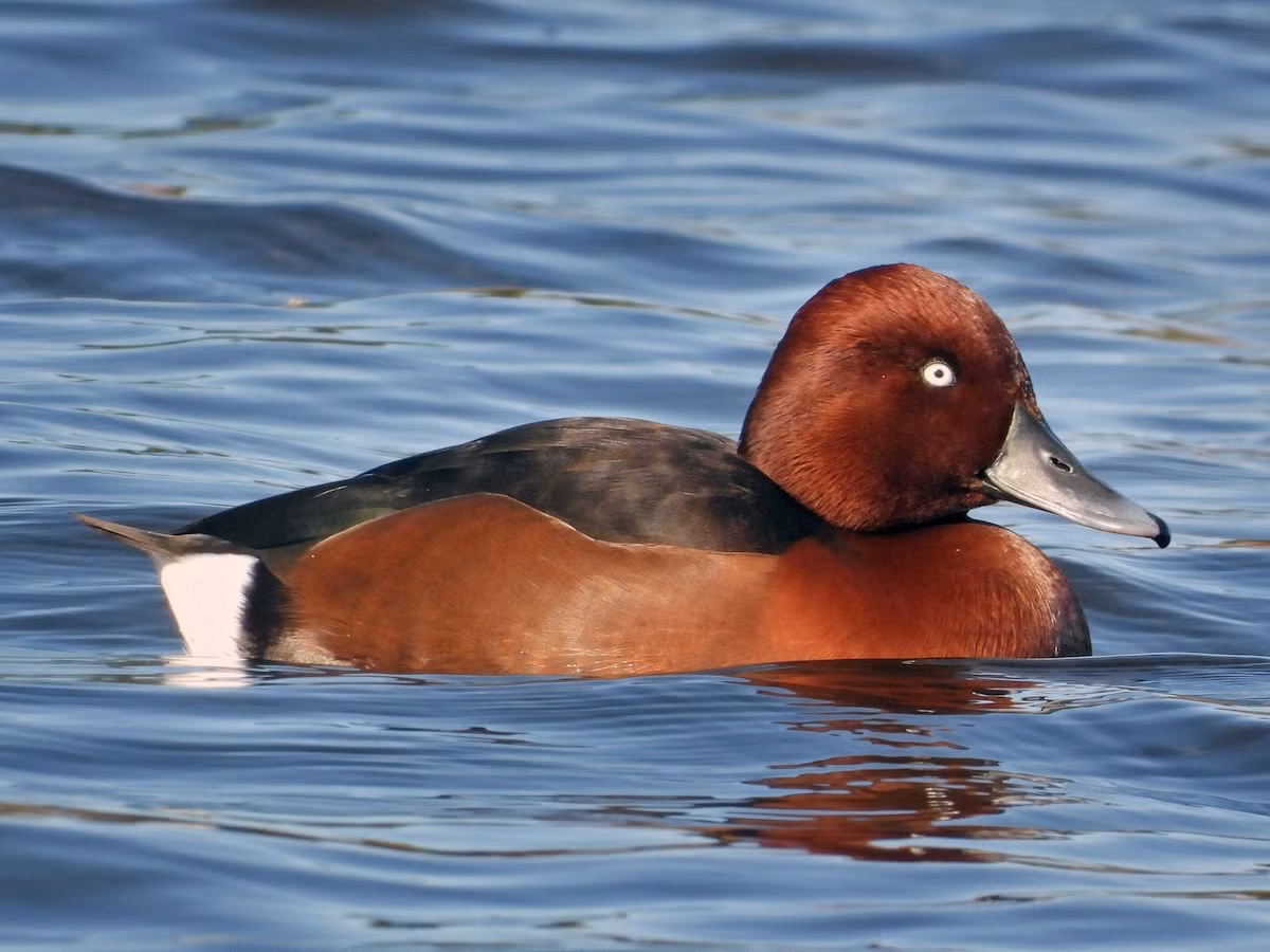  Vịt mắt trắng (Aythya nycora). Kích thước: Dài 38-42 cm. Khu vực phân bố: Ghi nhận ở Bắc Bộ (Hải Dương, Phú Thọ) vào mùa đông. Tình trạng bảo tồn: Sắp bị đe dọa (Sách Đỏ IUCN).