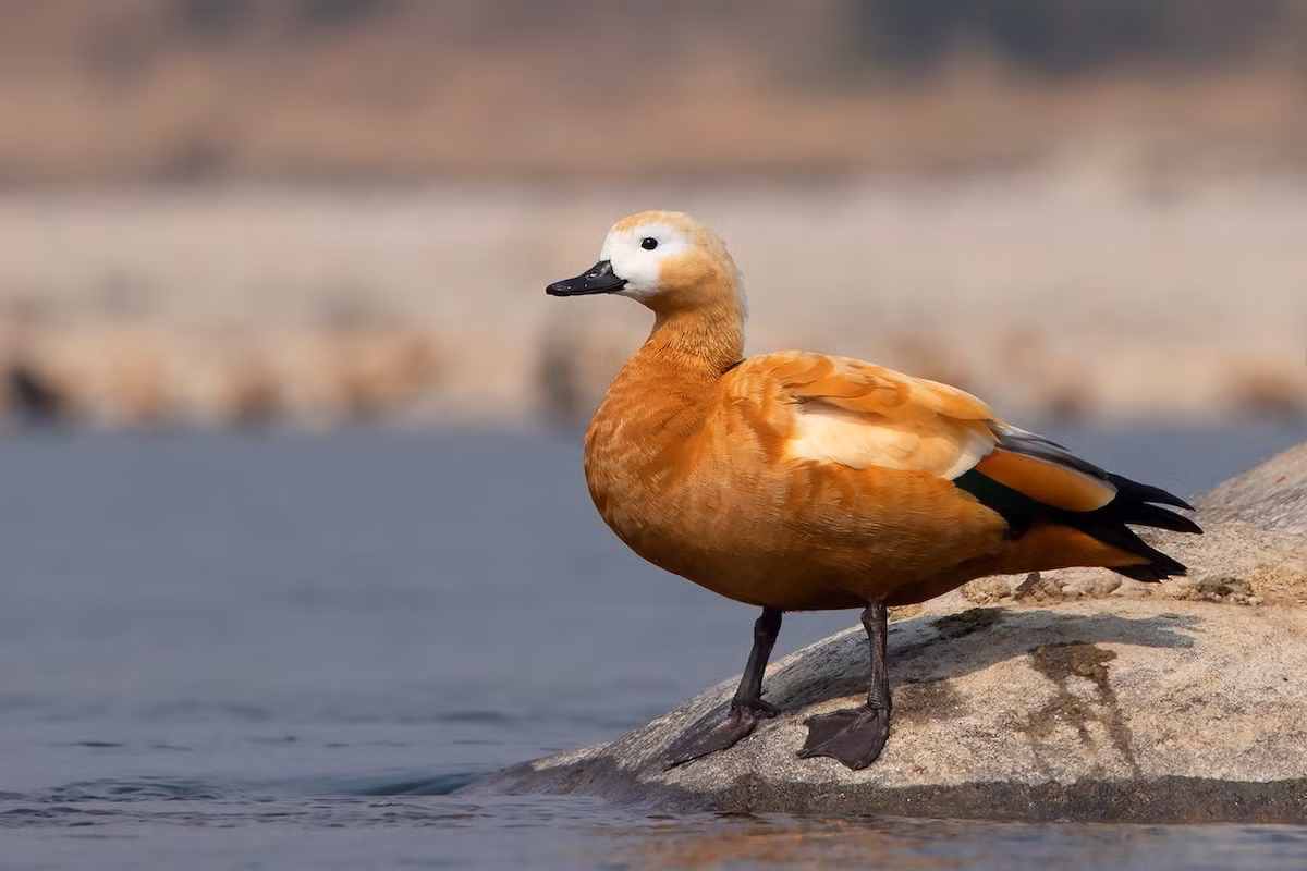  Vịt vàng (Tadorna ferruginea). Kích thước: Dài 58-70 cm. Khu vực phân bố: Thỉnh thoảng gặp ở đồng bằng Bắc bộ và Thanh hóa vào mùa đông. Tình trạng bảo tồn: Ít quan tâm (Sách Đỏ IUCN).