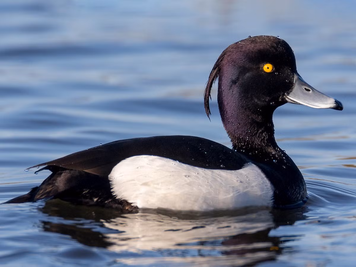  Vịt mào (Aythya fuligula). Kích thước: Dài 40-47 cm. Khu vực phân bố: Ghi nhận ở Đông Bắc và Trung Trung Bộ vào mùa đông. Tình trạng bảo tồn: Ít quan tâm (Sách Đỏ IUCN).
