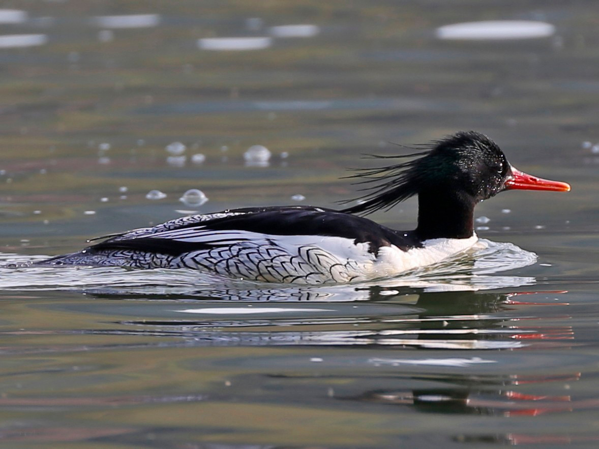  Vịt mỏ nhọn (Mergus squamatus). Kích thước: Dài 52-62 cm. Khu vực phân bố: Trước đây từng ghi nhận ở Tây Bắc và Đông Bắc (Lào Cai, Bắc Kạn, Thái Nguyên), ngày nay không có thông tin. Tình trạng bảo tồn: Nguy cấp (Sách Đỏ IUCN); Thiếu dẫn liệu (Sách Đỏ Việt Nam).