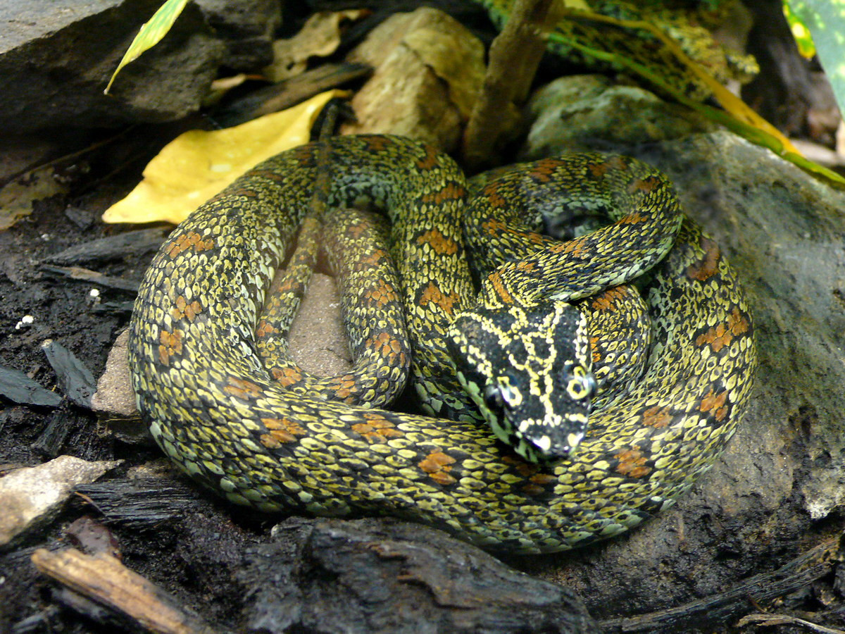 Rắn lục Jerdoni (Protobothrops jerdonii) dài 85-100 cm, được ghi nhận ở các khu rừng thường xanh trên dãy núi Hoàng Liên Sơn. Loài rắn này có những chiếc vảy màu vàng rực rỡ được xắp xếp tinh tế tạo thành những vòng hoa văn khép kín và nổi bật trên nền vảy đen nhánh. Ảnh: Wikipedia.