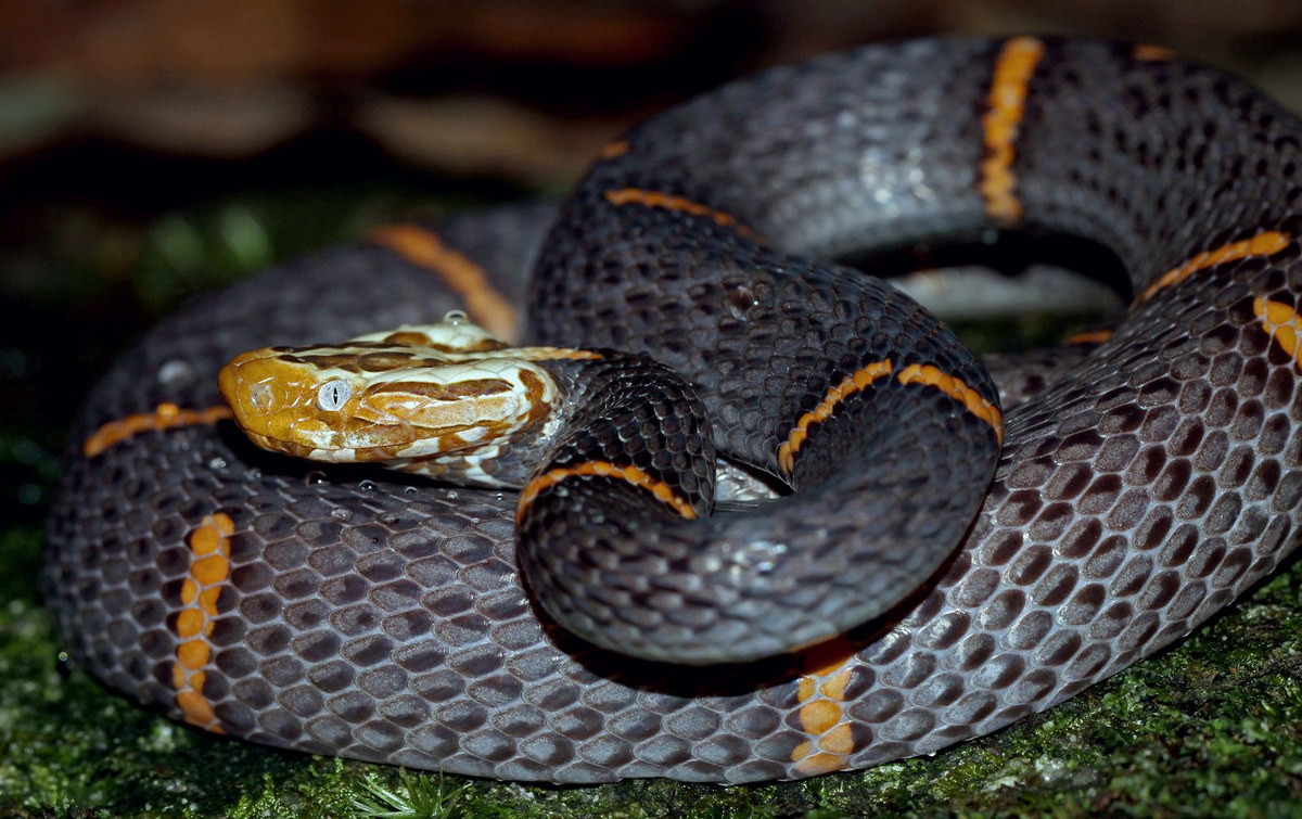 Rắn lục đầu bạc (Azemiops feae) dài 80-100 cm, được ghi nhận ở Cao Bằng, Bắc Kạn, Vĩnh Phúc, Lạng Sơn. Loài rắn này có đầu sáng màu, tương phản với phần thân đen có các vạch đỏ hẹp. Ảnh: Cowyeow Flickr.