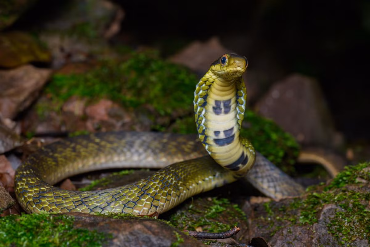 Rắn hổ xiên mắt (Pseudoxenodon macrops) dài 1,6 mét, được ghi nhận ở Lào Cai, Lạng Sơn, Vĩnh Phúc, Quảng Nam, Đà Nẵng, Thừa Thiên Huế, Lâm Đồng. Loài rắn vô hại này có thể bành mang để giả làm một con rắn hổ mang nguy hiếm nhằm đe dọa kẻ thù. Ảnh: Thai National Parks.
