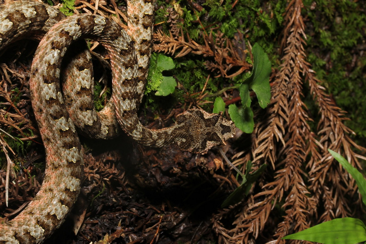 Rắn lục sừng (Protobothrops cornutus) dài 50-65 cm, được ghi nhận ở Lào Cai, Thừa Thiên Huế, Quảng Bình. Vảy trên mắt của loài rắn này phát triển thành hai cái sừng nhỏ. Ảnh: iNaturalist.