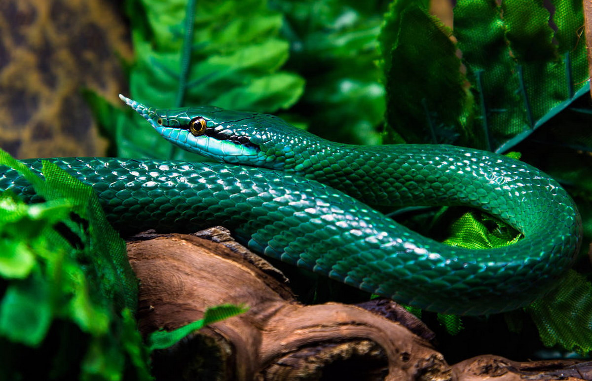 Rắn voi (Rhynchophis boulengeri) dài 1,6 mét, được ghi nhận ở vùng núi cao của Vĩnh Phúc và Yên Bái. Mũi của loài rắn này có những chiếc vảy kéo dài ra, tạo thành một chiếc sừng nhọn hoắt. Ảnh: OrangeRoom/DeviantArt.