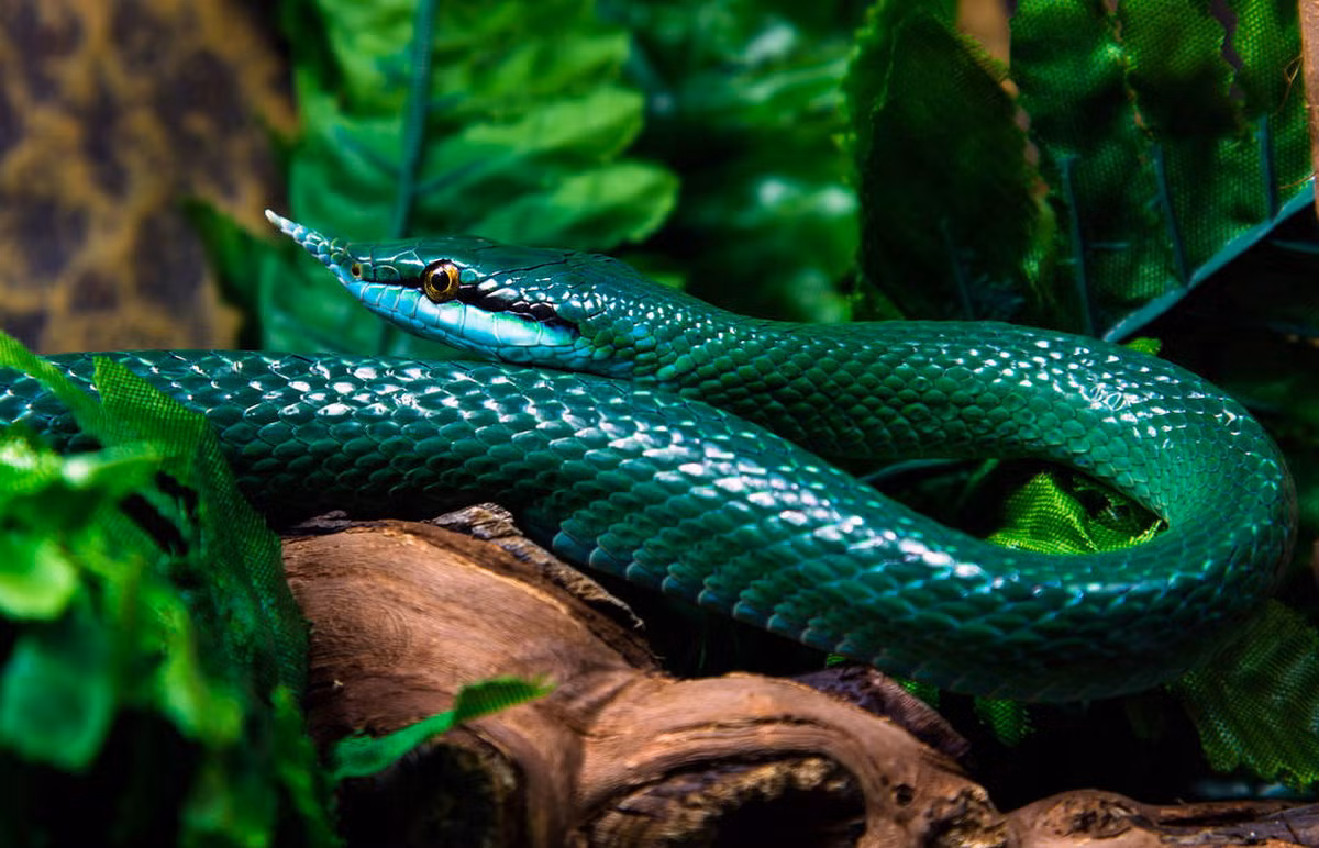 Rắn voi (Rhynchophis boulengeri) dài 1,6 mét, được ghi nhận ở vùng núi cao của Vĩnh Phúc và Yên Bái. Mũi của loài rắn này có những chiếc vảy kéo dài ra, tạo thành một chiếc sừng nhọn hoắt. Ảnh: OrangeRoom/DeviantArt.