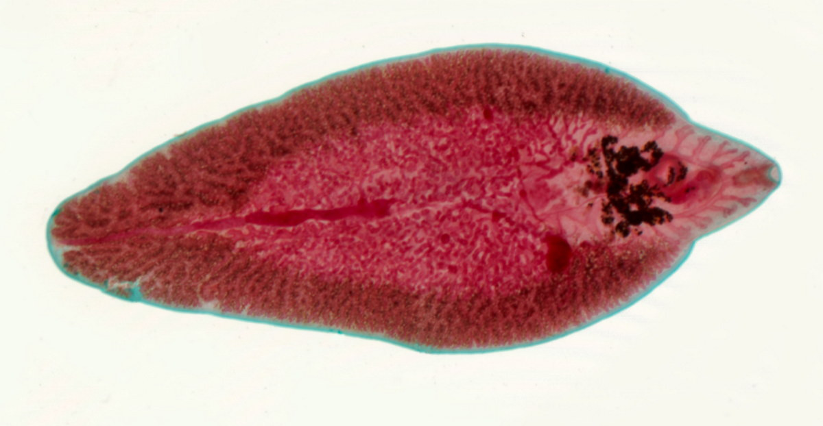 Sán lá gan thường (Fasciola hepatica) dài 2-5 cm, được ghi nhận trên toàn cầu. Các loài sán lá thường có vòng đời ký sinh phức tạp. Loài sàn này nhiễm vào các gia súc ăn cỏ qua trung gian là các loài ốc nước ngọt. Chúng ăn gan vật chủ, gây thiệt hại kinh tế lớn cho ngành chăn nuôi.