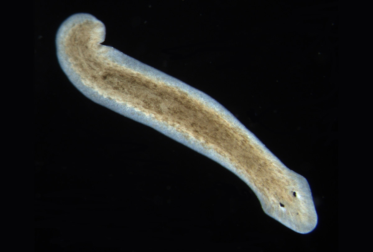 Sán ruột ba nhánh nước ngọt nâu xám (Dugesia lugubris) dài 1,5-2 cm, có nguồn gốc từ châu Âu. Chúng thuộc một nhóm giun dẹp có có ruột phân thành ba nhánh. Loài này sống ở nước ngọt, trong khi một số khác sống ở biển.