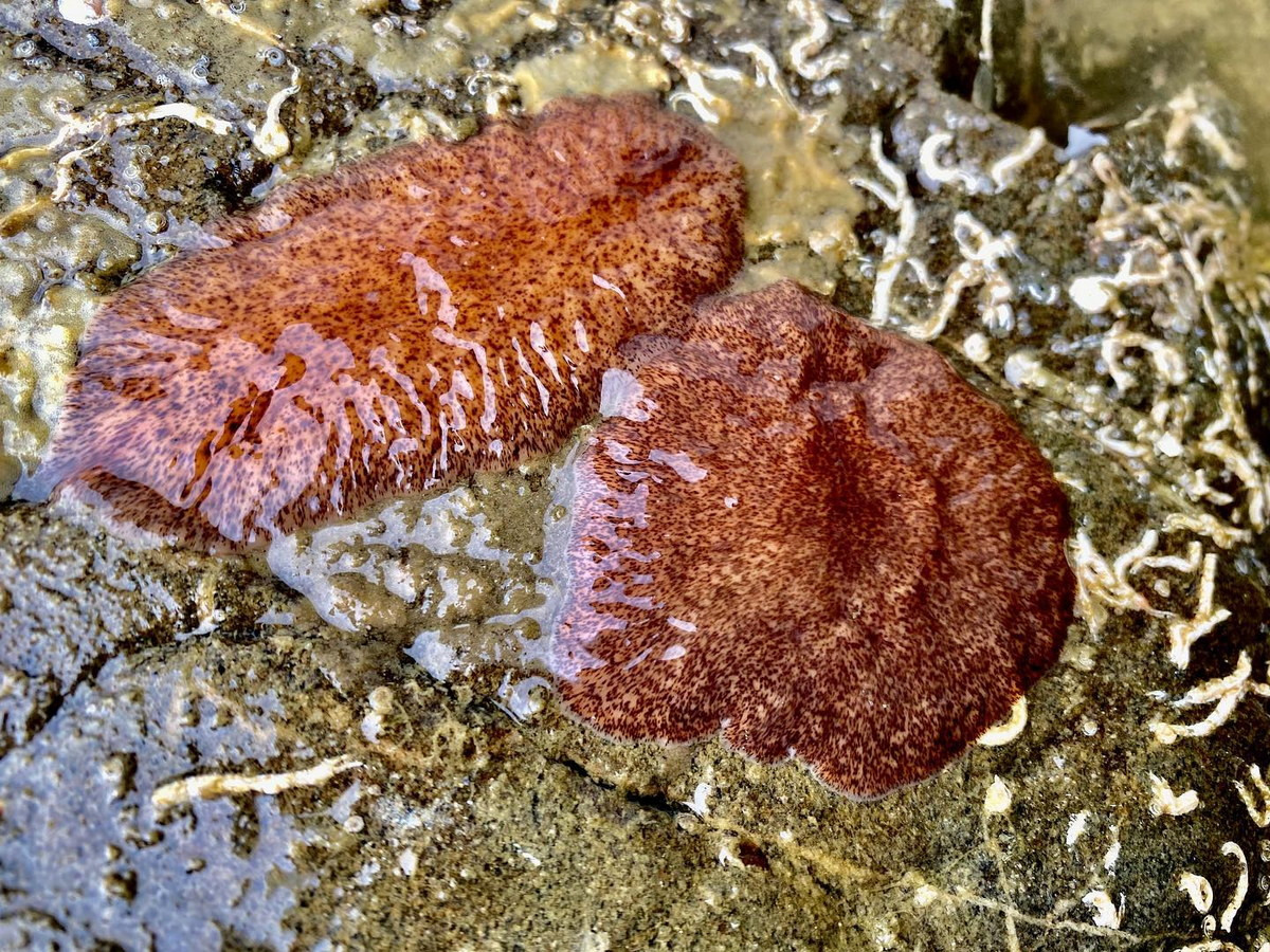 Sán ruột nhiều nhánh lá lớn (Kaburakia excelsa) dài 8-10 cm, sống ở vùng gian triều Bắc Mỹ. Giống như nhiều loài giun dẹp khác, loài này chủ yếu ăn thịt. Chúng di chuyển bằng cách lướt đi trên lớp lông có kích thước hiển vi.