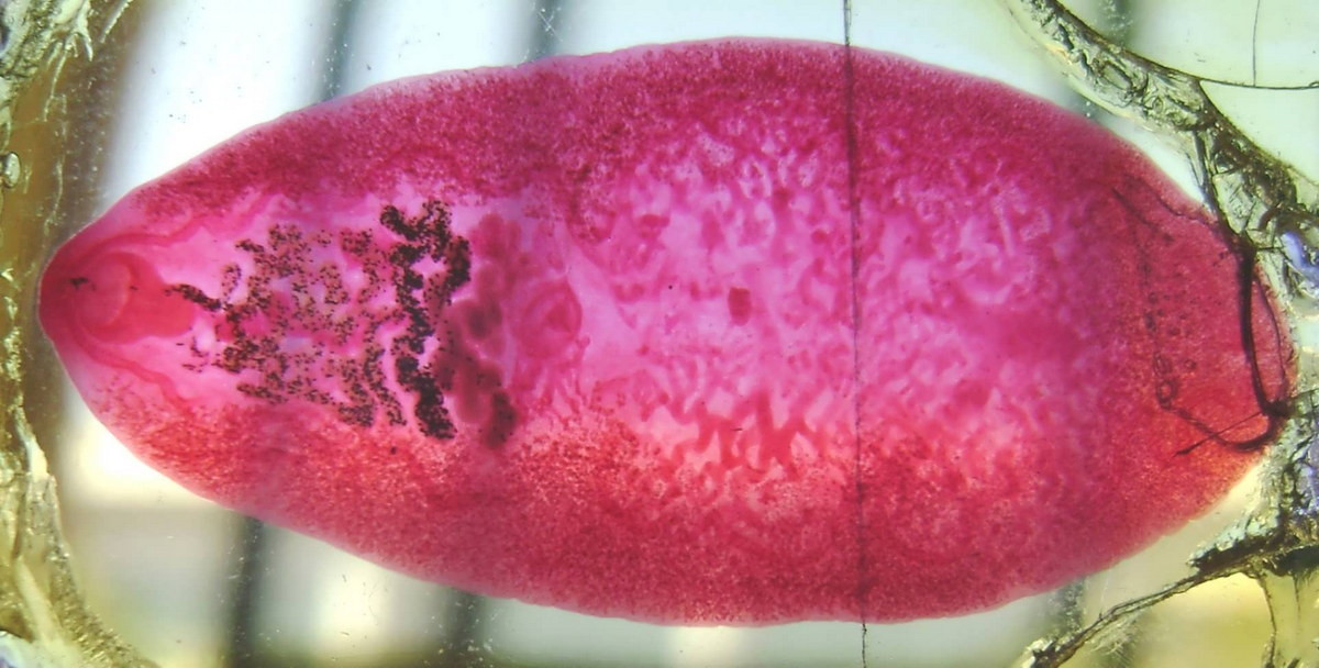 Sán bã trầu (Fasciolopsis buski) dài 7,5 cm, phổ biến ở khu vực Đông Á. Đây là một trong những loài sán lá lớn nhất ký sinh trong ruột người, gây ra bệnh sán lá ruột. Chúng chỉ sống ở phần ruột phía trên và không xâm nhập vào cac cơ quan khác.