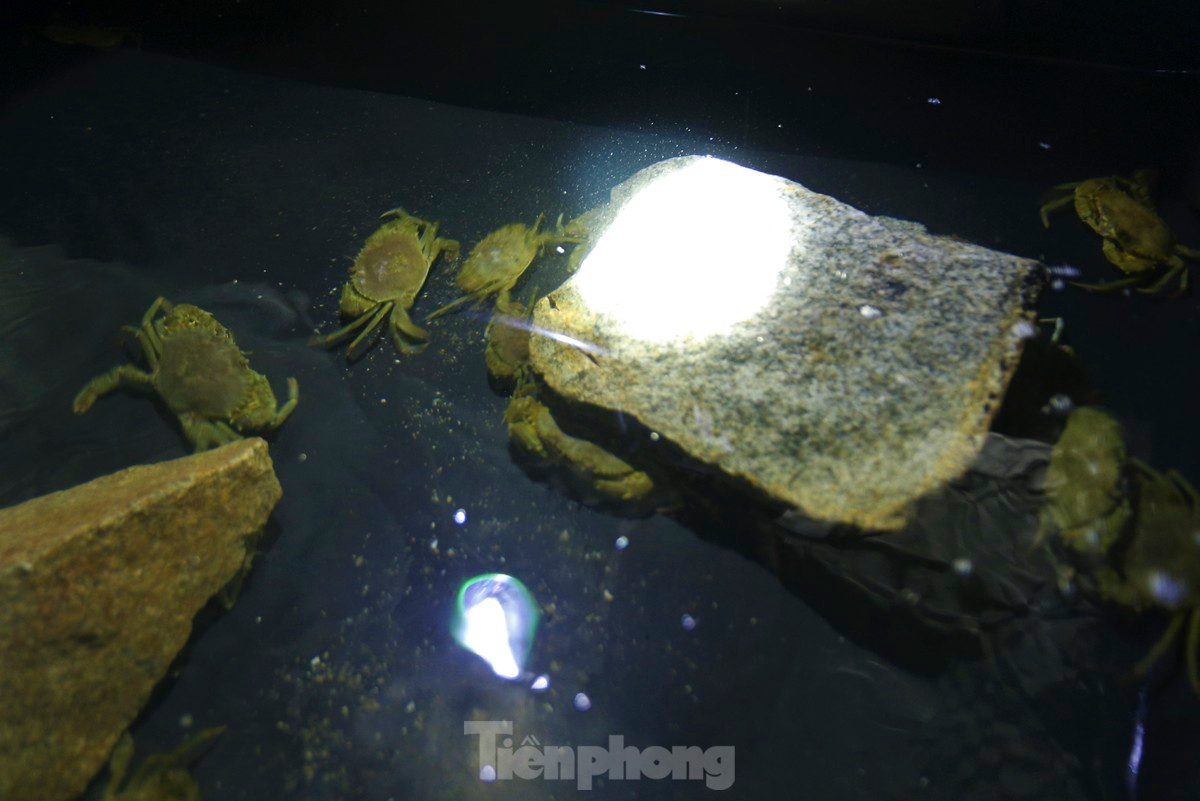 Giống cua được chủ trại mua lại từ những người dân khai thác được tại các vùng nước lợ trên địa bàn tỉnh. Cua giống tự nhiên có ưu thế là khỏe mạnh, ít dịch bệnh, sinh trưởng nhanh.