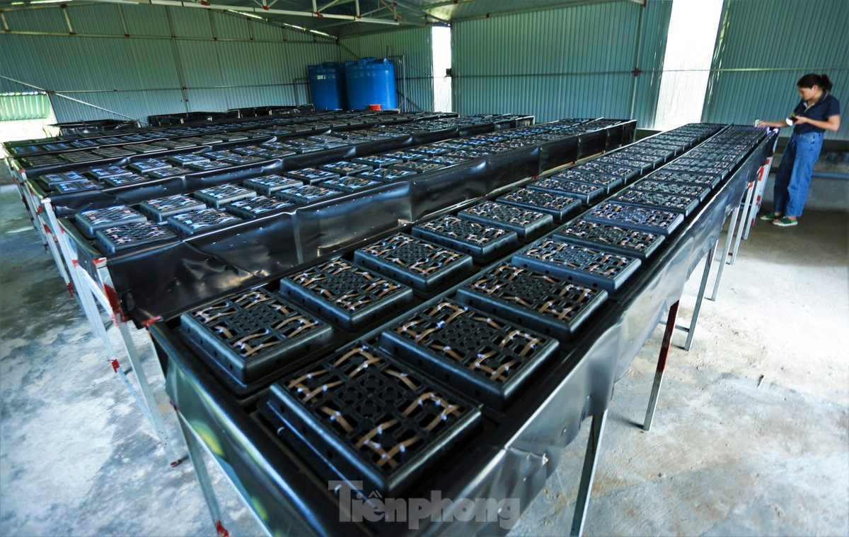 Trại nuôi cua nước lợ của vợ chồng anh Phạm Thanh Sơn (SN 1984) và chị Phan Thị Lý, rộng hơn 600m2 ở xã Cương Gián, huyện Nghi Xuân, Hà Tĩnh. Đây là mô hình nuôi cua trong nhà đầu tiên tại địa phương này.