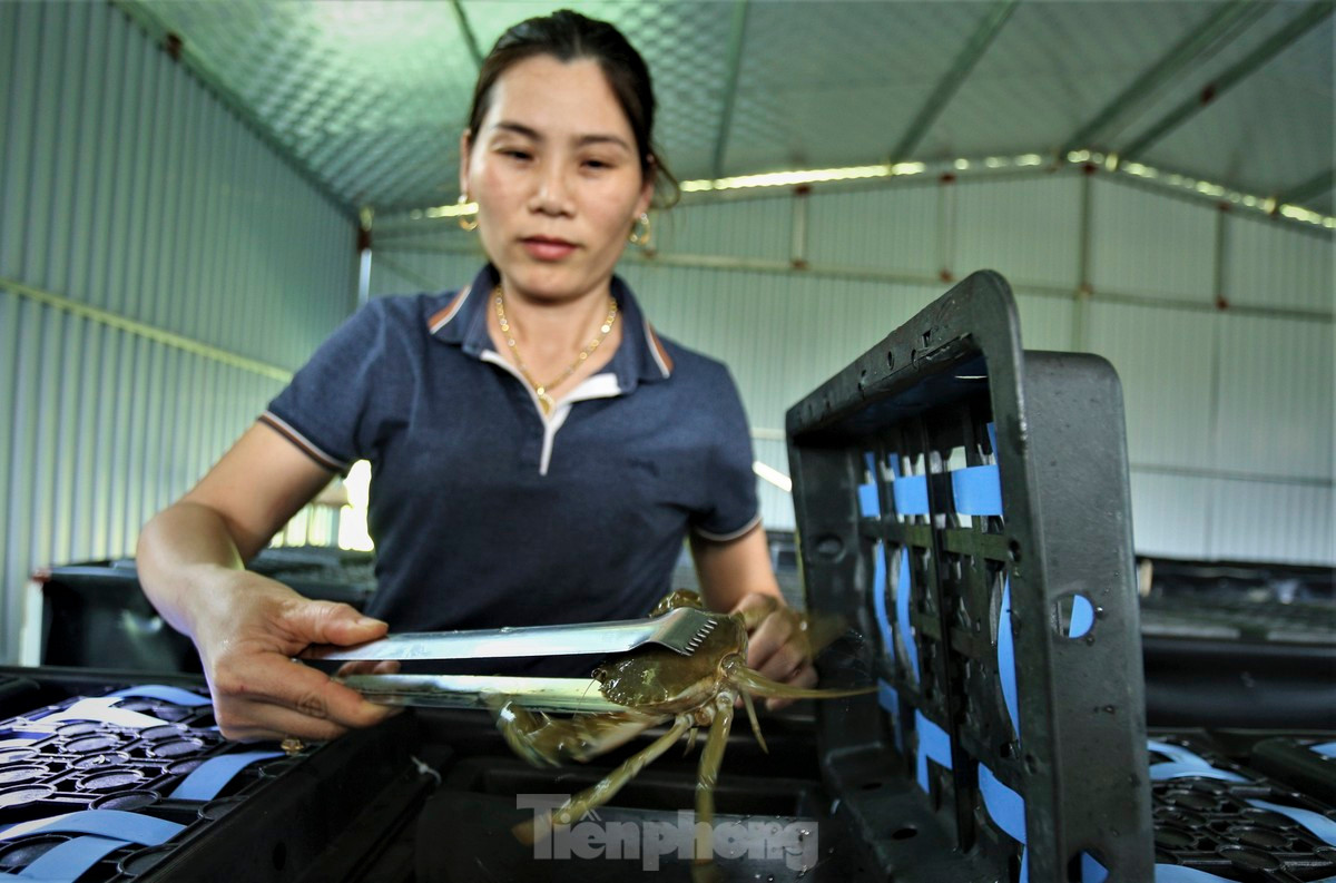 "Hộp nhựa nuôi cua có hình chữ nhật, dài 40cm, rộng 22cm, cao 30cm và chia làm 2 ngăn để nuôi 2 con cua. Cua rất ít vận động và có đặc tính ăn thịt lẫn nhau nên phải nuôi tách để đảm bảo chế độ ăn cũng như an toàn cho từng con”, chị Phan Thị Lý, chia sẻ.