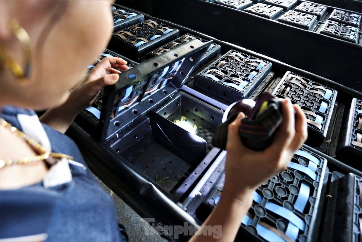 Chủ trại cho biết từng 3 năm có kinh nghiệm nuôi cua quảng canh nên khá hiểu đặc tính loài cua nước lợ. Tuy nhiên, việc nuôi cua quảng canh khó kiểm soát dịch bệnh và chế độ ăn dẫn đến tỷ lệ con giống hao hụt, thất thu. Đầu năm 2023, vợ chồng anh đầu tư hơn 700 triệu đồng xây dựng nhà nuôi cua biển.