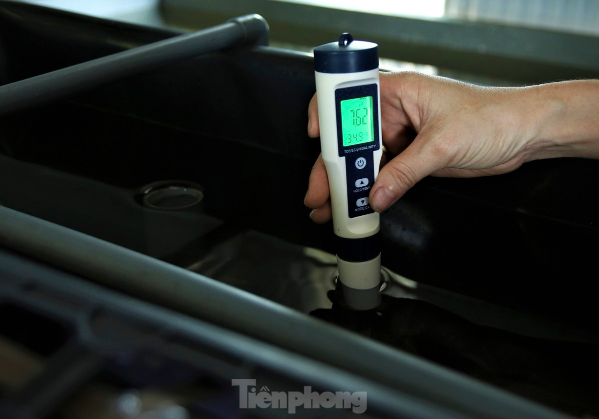 Nuôi cua nước lợ trong hộp nhựa quan trọng nhất là nguồn nước phải đảm bảo đủ độ pH, độ mặn và nhiệt độ môi trường nước phù hợp, dao động từ 25 - 30 độ C. Bởi vậy, hằng ngày, anh phải thường xuyên kiểm tra, đo các chỉ số để điều chỉnh kịp thời, đảm bảo điều kiện sống cho cua.