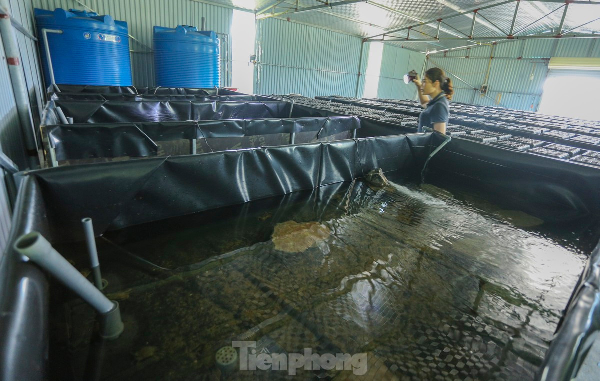 Cua ban đầu được thả các bể lớn, khi đủ kích cỡ sẽ cho vào các hộp nhựa riêng. Thức ăn của cua chủ yếu là hải sản tươi như: cá trích, ngao, vẹm, ốc... Mỗi ngày chỉ cho cua ăn 1 lần với chi phí chỉ khoảng 40.000 - 50.000 đồng.