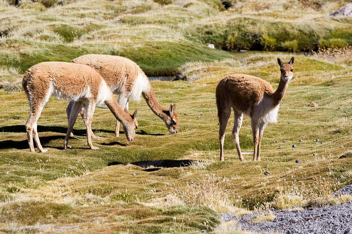 Lạc đà Vicuña (Vicugna vicugna) được ghi nhận chủ yếu ở trung tâm dãy Andes, nhiều nhất là ở Peru. Chúng dài 1,4-1,6 mét, cao 75-85 cm, nặng 35–65 kg.