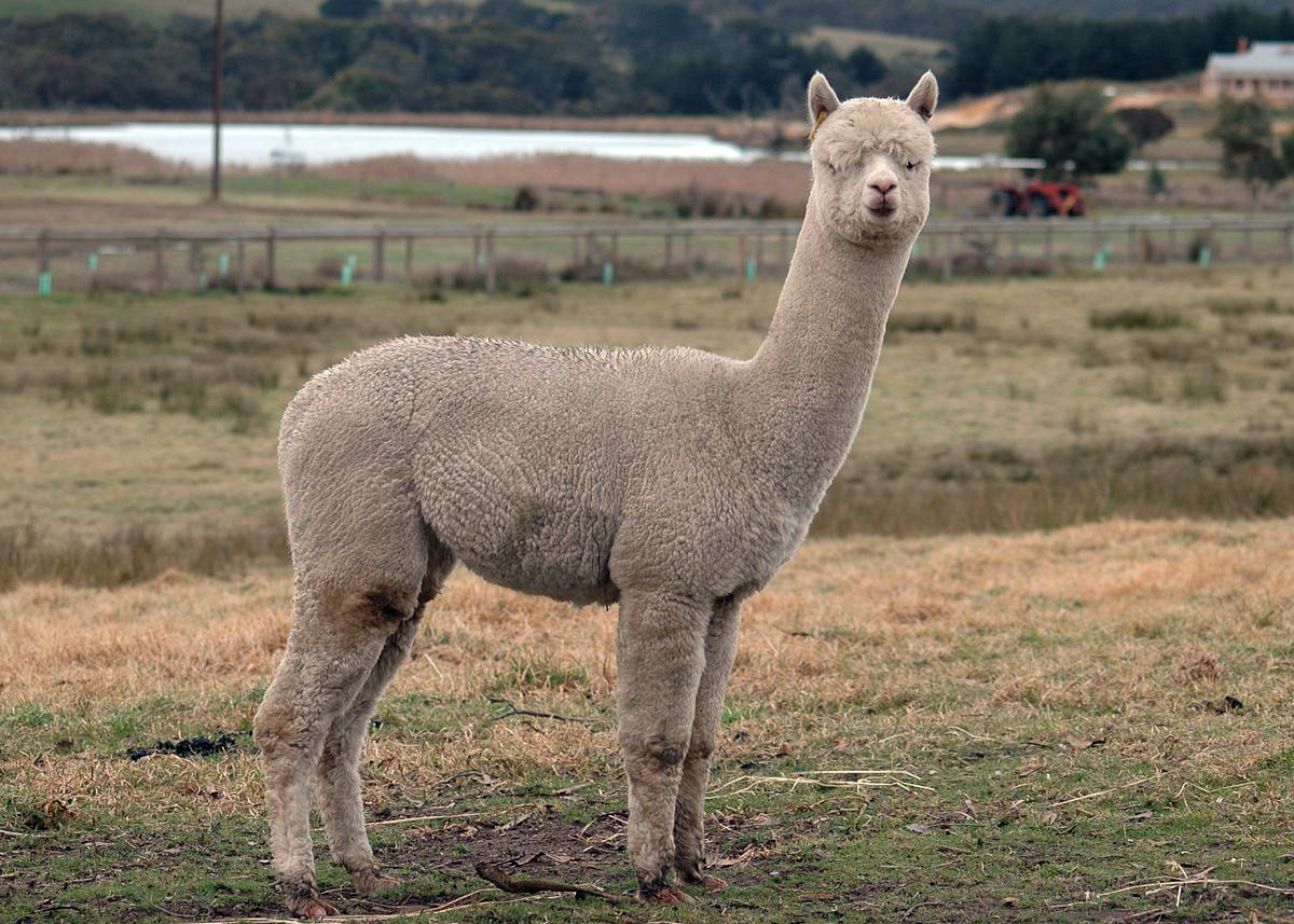 Lạc đà Alpaca (Vicugna pacos) sinh sống chủ yếu ở trên dãy Andes, phía Nam Peru, Bolivia và Bắc Chile. Chúng dài 99-117 cm, cao 81-99 cm, nặng 48-84 kg.