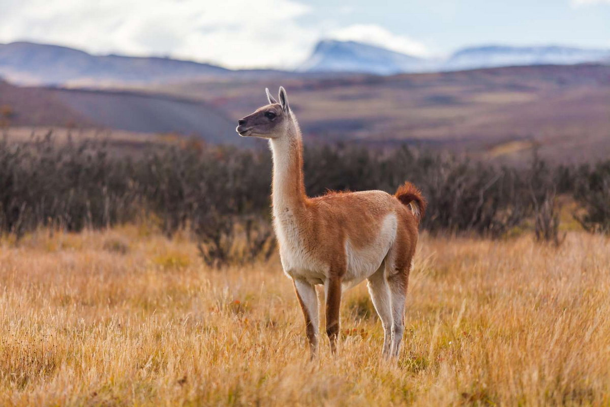 Lạc đà Guanaco (Lama guanicoe) có phân bố từ dãy Andes đến vùng Patagonia, phía Nam Argentina. Chúng dài 2,1-2,2 mét, cao 1-1,3 mét, nặng 90-140 kg.