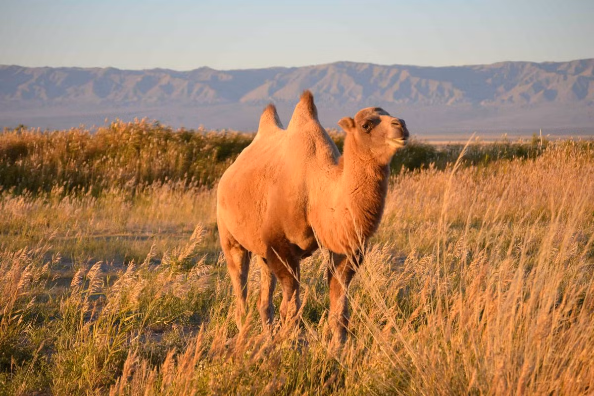 Lạc đà hai bướu hoang dã (Camelus ferus) phân bố từ khu vực Nội Mông của Trung Quốc đến Kazakhstan. So với đà Bactrian, lạc đà hai bướu hoang dã có cơ thể nhỏ và mảnh khảnh hơn, bướu nhỏ, thấp và có hình nón, lông ngắn và thưa.