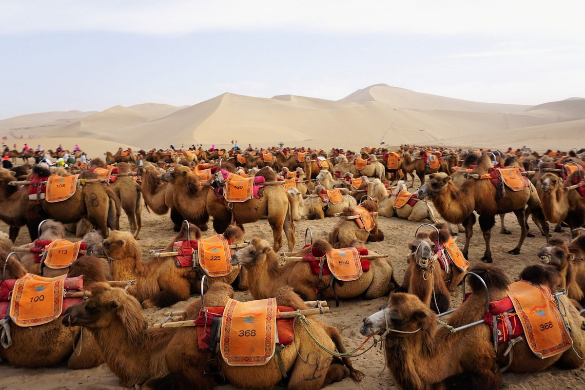 So lạc đà một bướu, lạc đã hai bướu có thân hình chắc chắn hơn, sức chịu đựng tốt hơn đáng kể. Chúng cũng được thuần hóa sớm, là loài vật thồ hàng chủ yếu trên Con đường Tơ lụa cổ xưa.