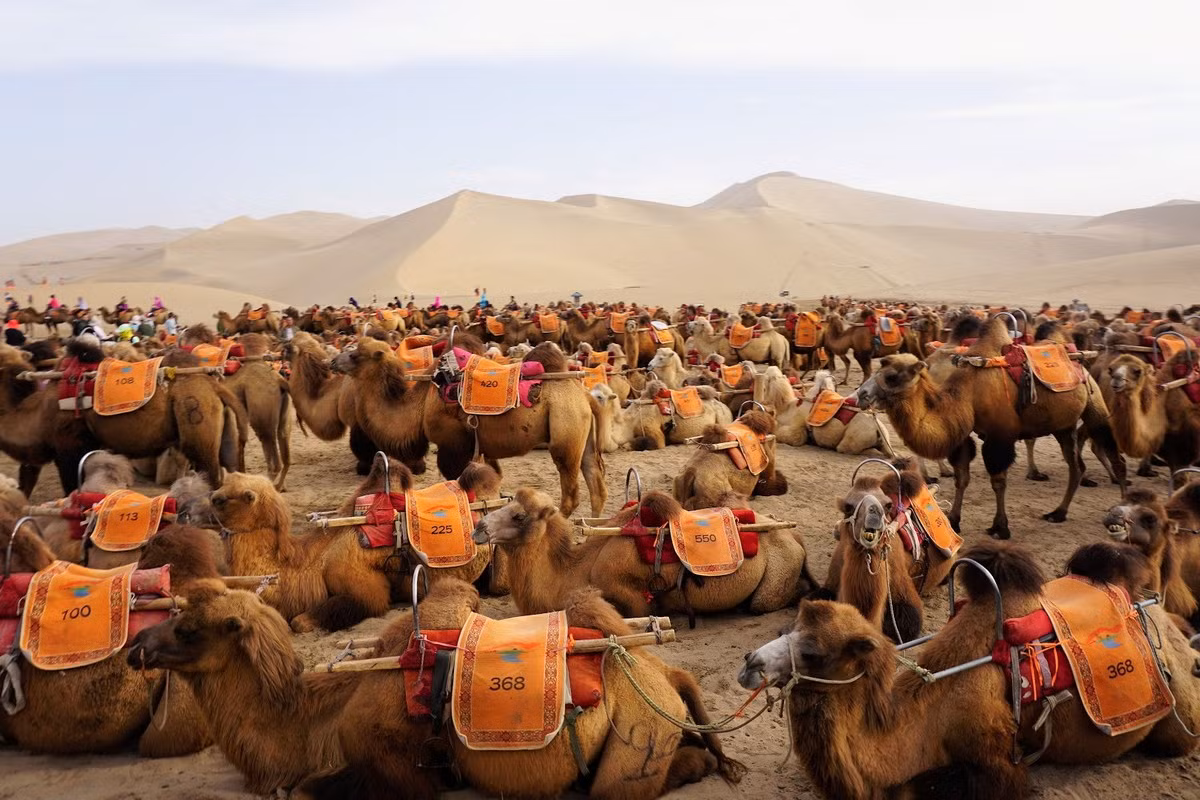 So lạc đà một bướu, lạc đã hai bướu có thân hình chắc chắn hơn, sức chịu đựng tốt hơn đáng kể. Chúng cũng được thuần hóa sớm, là loài vật thồ hàng chủ yếu trên Con đường Tơ lụa cổ xưa.