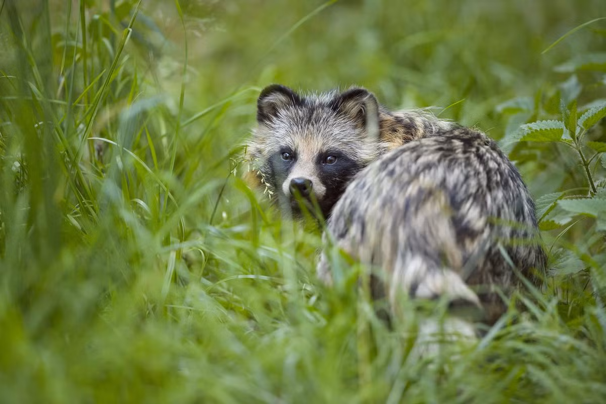 Lửng chó Nhật Bản (Nyctereutes viverrinus) hay tanuki từng được coi là một phân loài của lửng chó, cho đến khi tách thành loài riêng từ năm 2001. Loài vật này rất nổi tiếng trong văn hóa dân gian Nhật Bản. Ảnh: Treehugger.