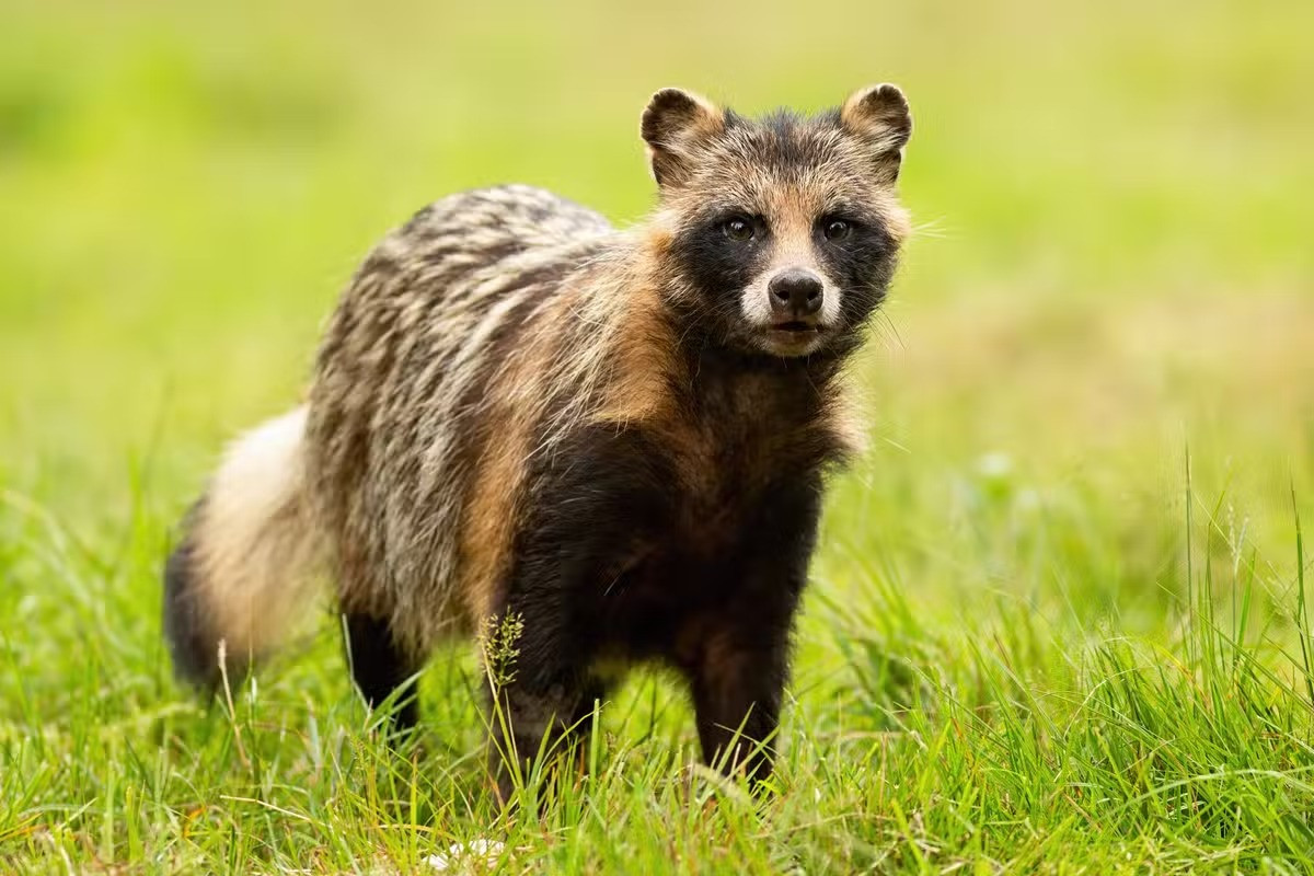 Loài vật họ Chó này sống trên ở khu vực savan cây bụi, ven các nương rẫy, dọc theo khe suối. Chúng có sống đơn độc, thầm lặng và luôn thận trọng, kiếm ăn từ chập tối đến nửa đêm. Ảnh: Evening Standard.