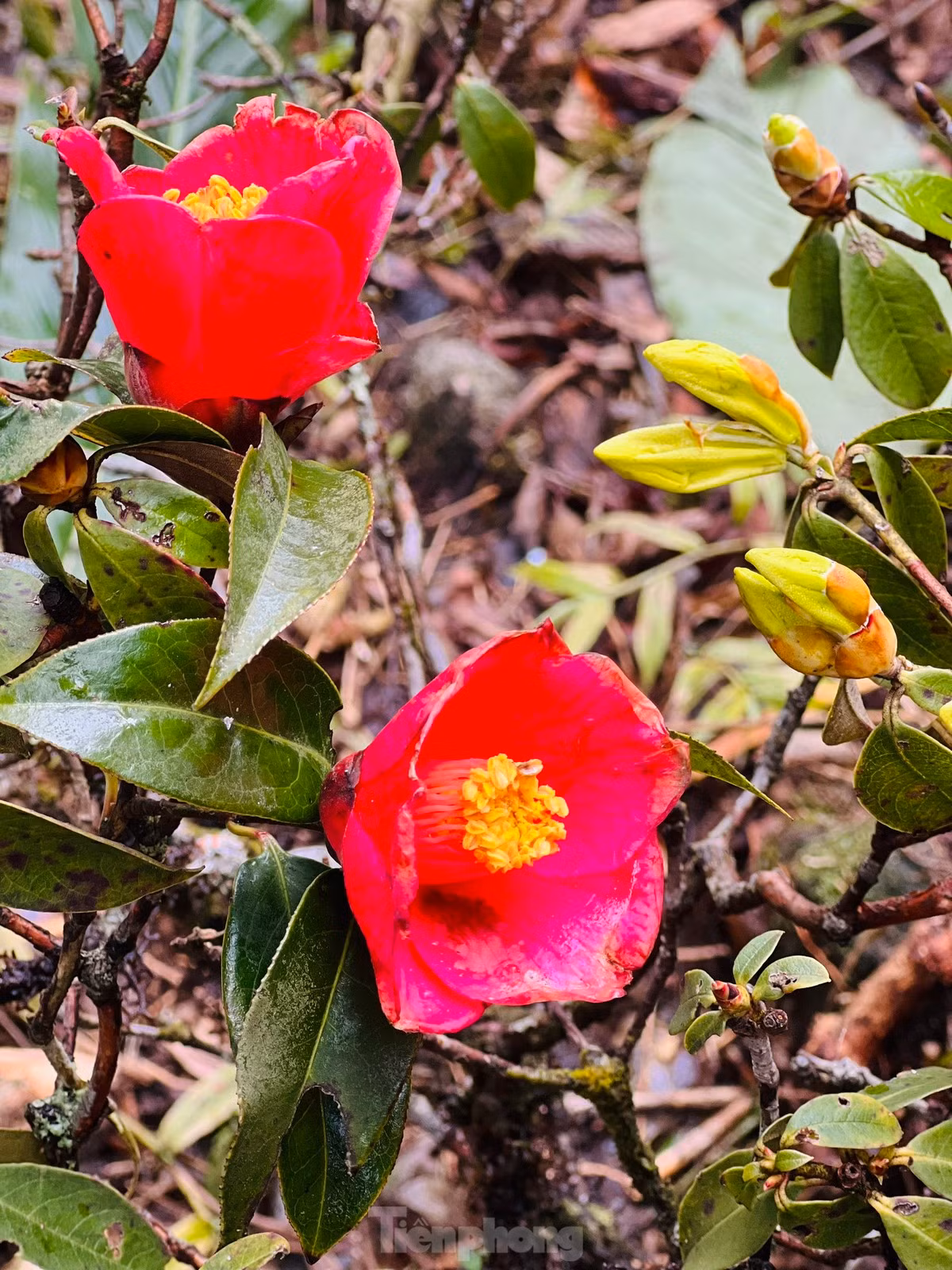 Với hệ thực vật phong phú, du khách có dịp được chiêm ngưỡng bức tranh thiên nhiên của núi rừng Tây Bắc tuyệt đẹp.