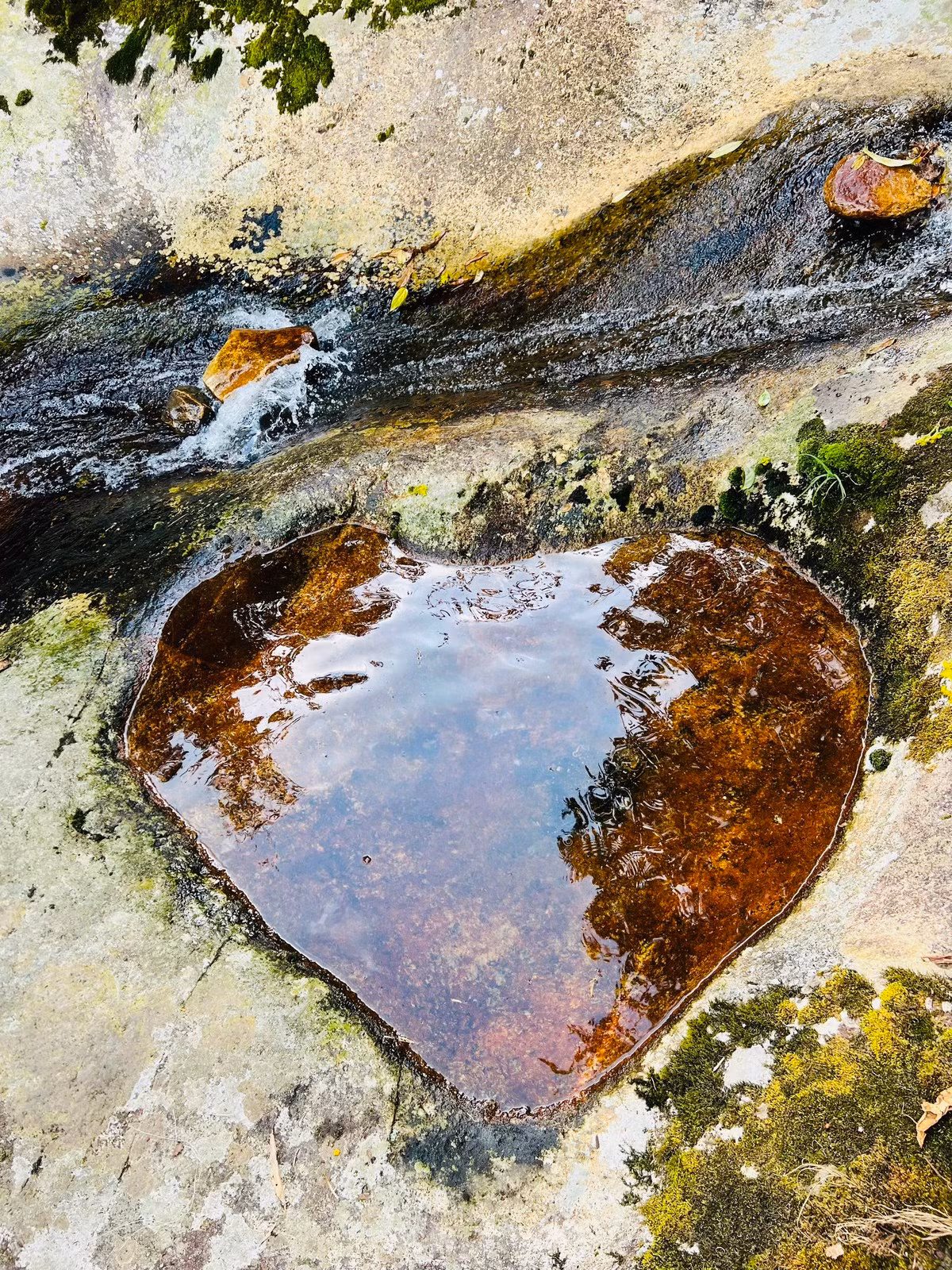 Địa hình ở đây có sự thay đổi rõ rệt từ chân núi lên tới đỉnh, rất đa dạng và phong phú. Phía dưới là đồng cỏ, vách đá, cây bụi…