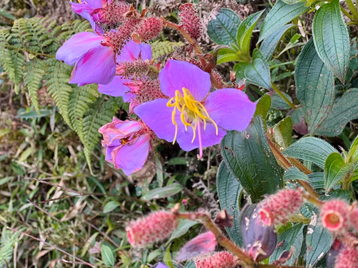 Lên cao một chút là rừng thảo quả, rừng nguyên sinh với những cây cổ thụ to lớn. Còn trên đỉnh sẽ là rừng hỗn hợp thấp tầng và các cây lá kim rất đẹp mắt.