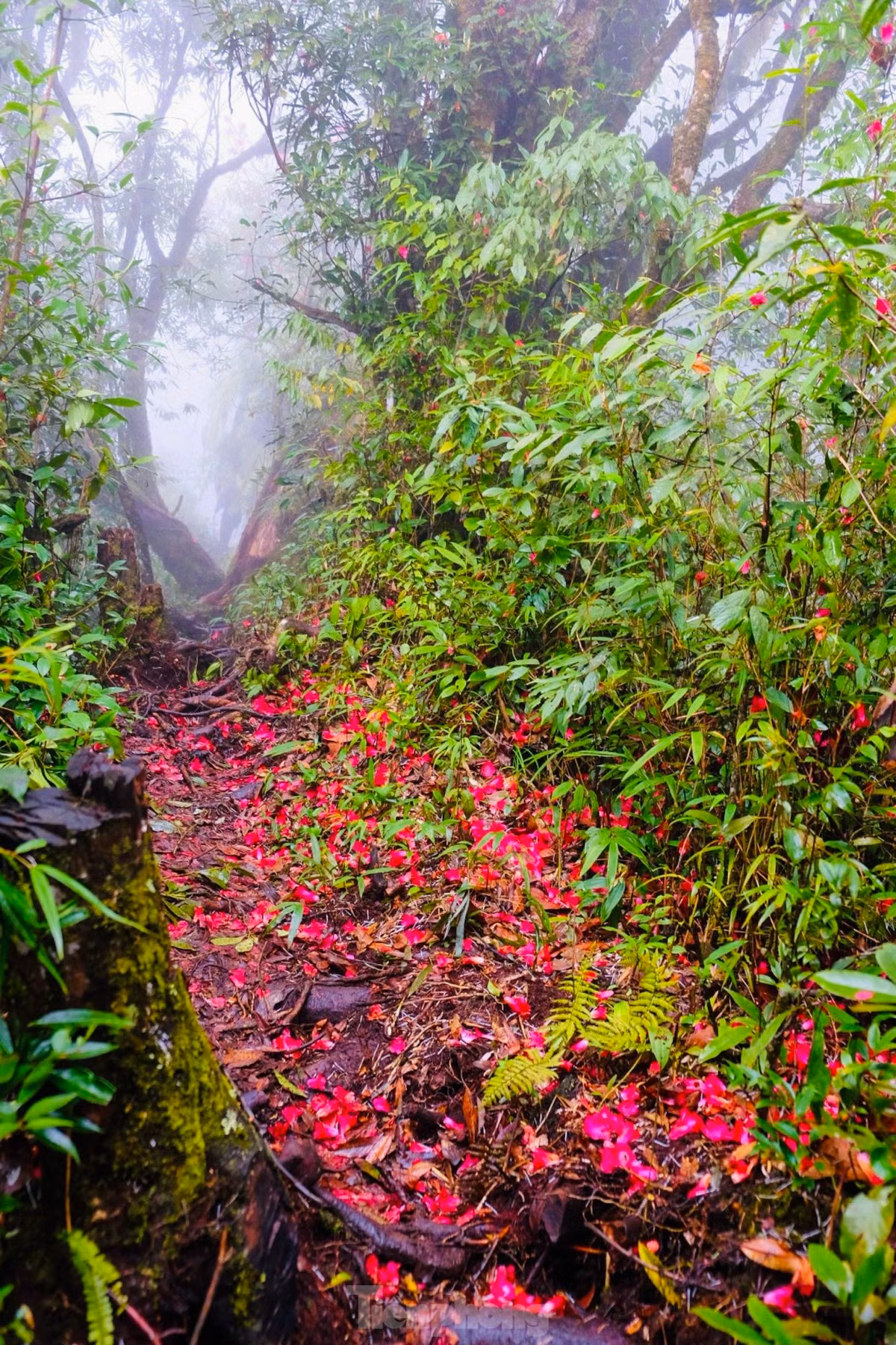  Núi Nhìu Cô San thuộc xã Sàng Ma Sáo, huyện Bát Xát, Lào Cai. Tên gọi Nhìu Cô San theo tiếng dân tộc có nghĩa là Sừng Trâu. Núi có 2 đỉnh chĩa ra giữa trời, uốn cong cong như chiếc sừng trâu.