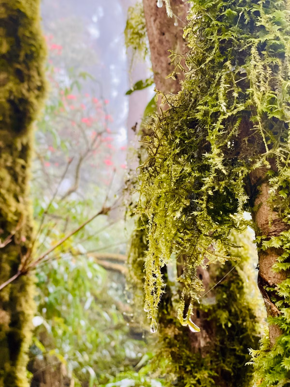 Nhìu Cồ San là đỉnh núi cao thứ 9 Việt Nam và cũng là điểm trekking được nhiều bạn trẻ ưa xê dịch yêu thích và lựa chọn chinh phục.