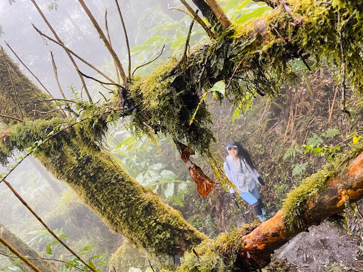 Đỉnh núi cao 2.965 m so với mực nước biển, trong top 10 đỉnh núi cao nhất Việt Nam.