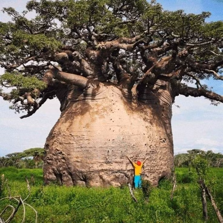 Là loài cây rất hữu dụng, sản phẩm từ bao báp có mặt rộng rãi trong đời sống thường nhật của người dân châu Phi. Hầu như tất cả những bộ phận của cây như rễ, vỏ, thân, lá, hoa, quả đều đều có ích.