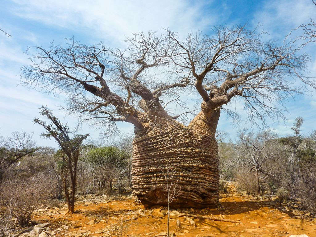 Hạt của cây bao báp này được dùng như chất làm đặc cho các món súp, cũng có thể được lên men thành gia vị hay nướng ăn trực tiếp như lạc hoặc giã nhỏ để lấy dầu.