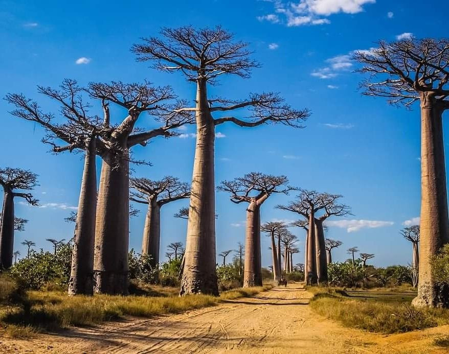 Tuổi đời của cây bao báp lên tới hàng ngàn năm. Chúng mất một thế kỷ để đạt được chu vi gần 5 mét.