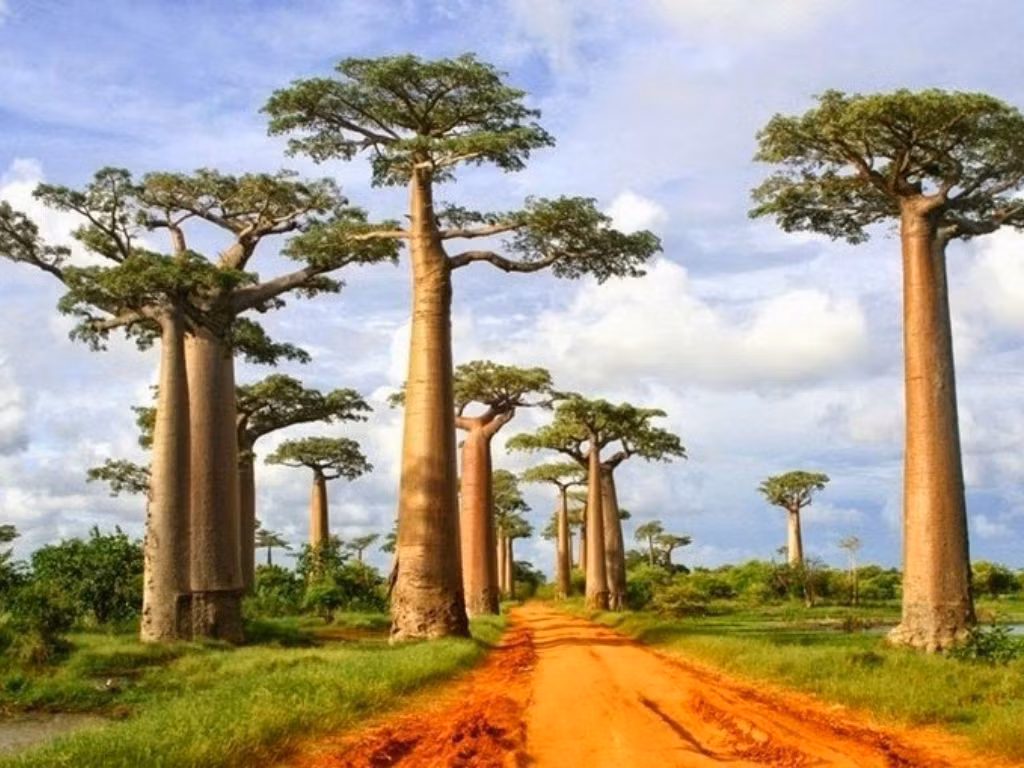 Trong điều kiện thời tiết, thổ nhưỡng khắc nghiệt của châu Phi, cây bao báp có sức sống hết sức mãnh liệt. Chúng vẫn có thể tiếp tục sinh trưởng và phát triển ngay cả khi bị đốn ngã.