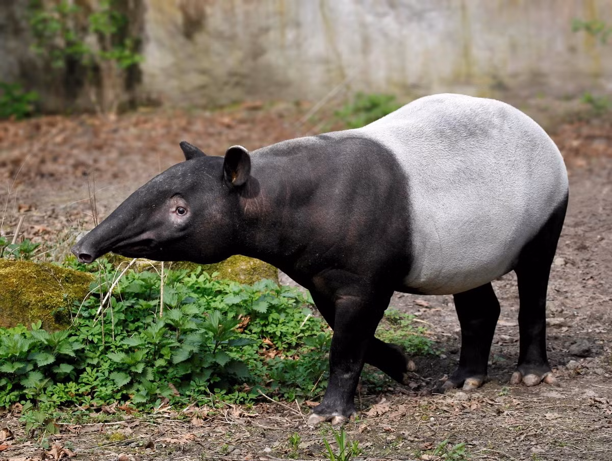 Bốn chân của chúng màu đen. Bàn chân trước của lợn vòi có 4 ngón, bàn chân sau 3 ngón. Ảnh: Khao Sok National Park.