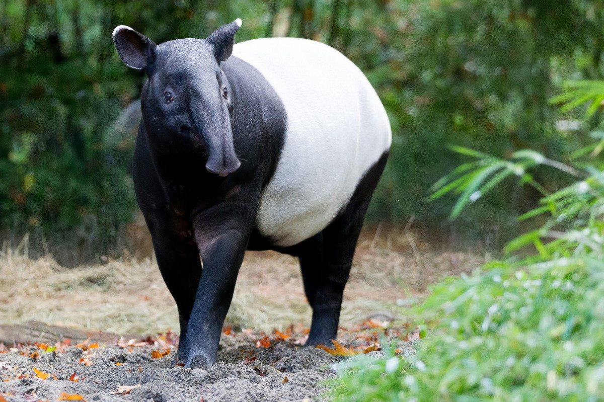  Lợn vòi tên đầy đủ là lợn vòi Mã Lai (Tapirus indicus), là một loài thú độc đáo và quý hiếm, đặc hữu của khu vực Đông Nam Á. Loài vật này từng được ghi nhận ở Việt Nam, nhưng nay bị coi là đã tuyệt chủng. Ảnh: Woodland Park Zoo Blog.