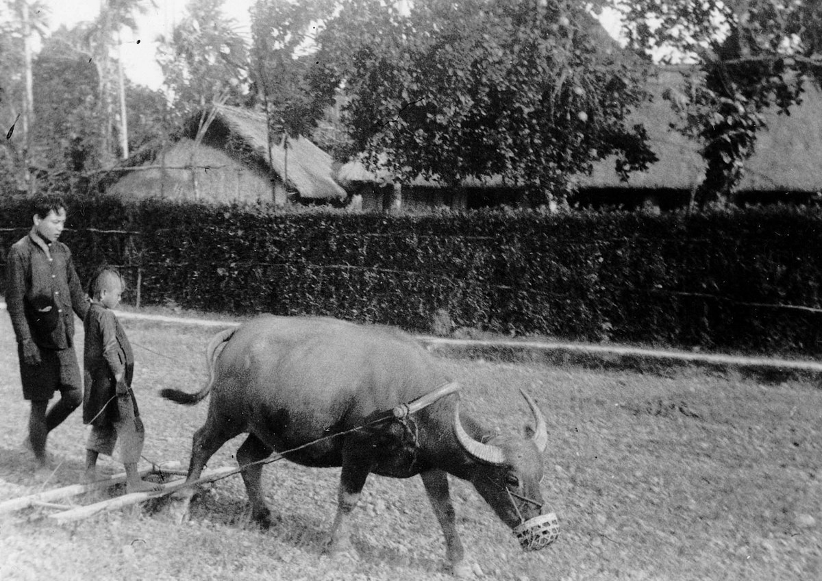 Người thanh niên, cậu bé và con trâu trên thửa ruộng ở Đồng Hới, Quảng Bình.