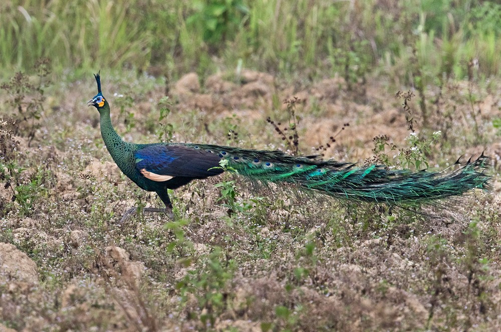  Công (Pavo muticus). Kích thước: Dài 180-250 cm. Khu vực phân bố: Trung Bộ và Nam Bộ (VQG Cát Tiên, Yok Đôn). Tình trạng bảo tồn: Nguy Cấp (Sách Đỏ IUCN); Nguy cấp (Sách Đỏ Việt Nam); IIB-NĐ06/2019.