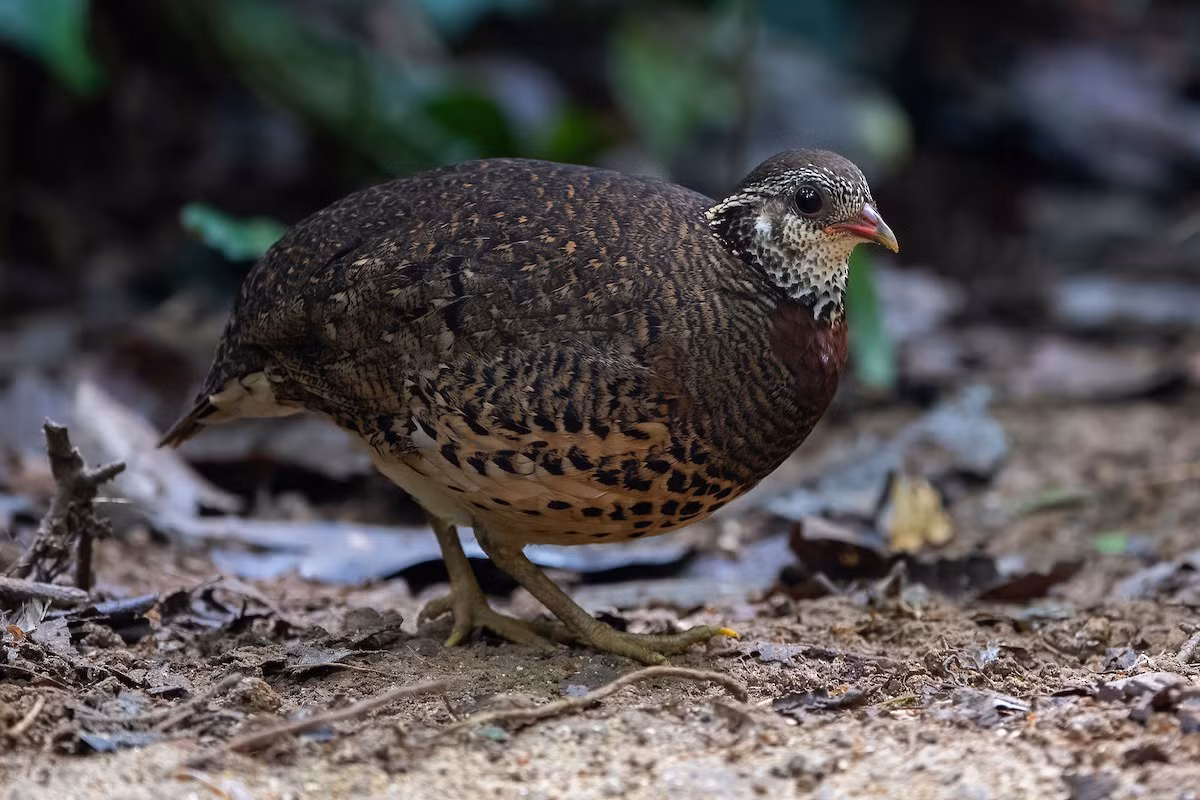  Gà so ngực gụ (Arborophila chloropus). Kích thước: Dài 27-32 cm. Khu vực phân bố: Tây bắc (khu BTTN Mường Nhé), Trung Bộ và Nam Bộ (VQG Cát Tiên, khu BTTN Vĩnh Cửu. Tình trạng bảo tồn: Ít quan tâm (Sách Đỏ IUCN); IIB-NĐ06/2019.