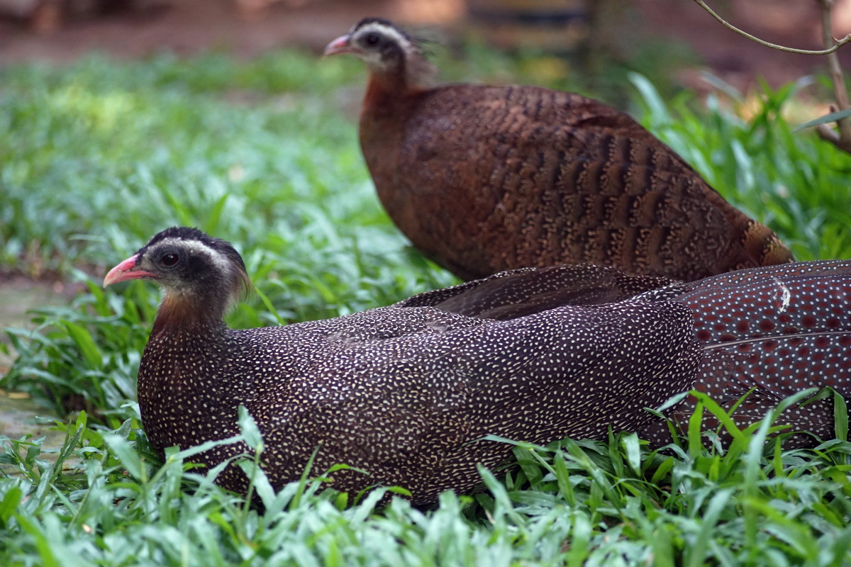  Trĩ sao (Rheinardia ocellata). Kích thước: Dài 74-240 cm. Khu vực phân bố: Bắc Trung Bộ và Nam Trung Bộ. Tình trạng bảo tồn: Cực kỳ nguy cấp (Sách Đỏ IUCN); Sẽ nguy cấp (Sách Đỏ Việt Nam); IB-NĐ06/2019.