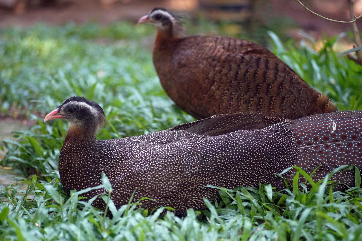  Trĩ sao (Rheinardia ocellata). Kích thước: Dài 74-240 cm. Khu vực phân bố: Bắc Trung Bộ và Nam Trung Bộ. Tình trạng bảo tồn: Cực kỳ nguy cấp (Sách Đỏ IUCN); Sẽ nguy cấp (Sách Đỏ Việt Nam); IB-NĐ06/2019.