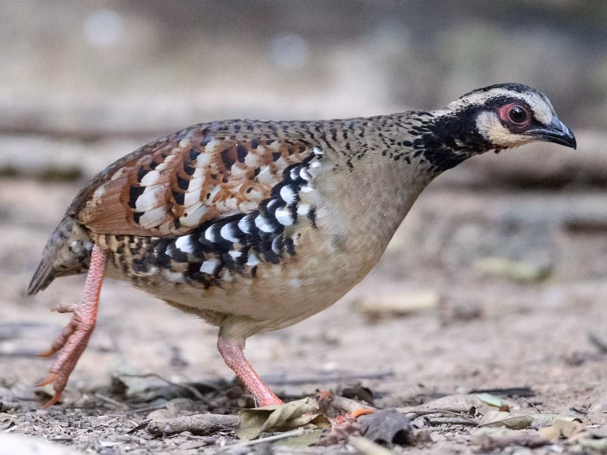  Gà so họng trắng (Arborophila brunneopectus). Kích thước: Dài 27-30 cm. Khu vực phân bố: Tây Bắc, Đông Bắc và Trung Bộ. Tình trạng bảo tồn: Ít quan tâm (Sách Đỏ IUCN); IIB-NĐ06/2019.