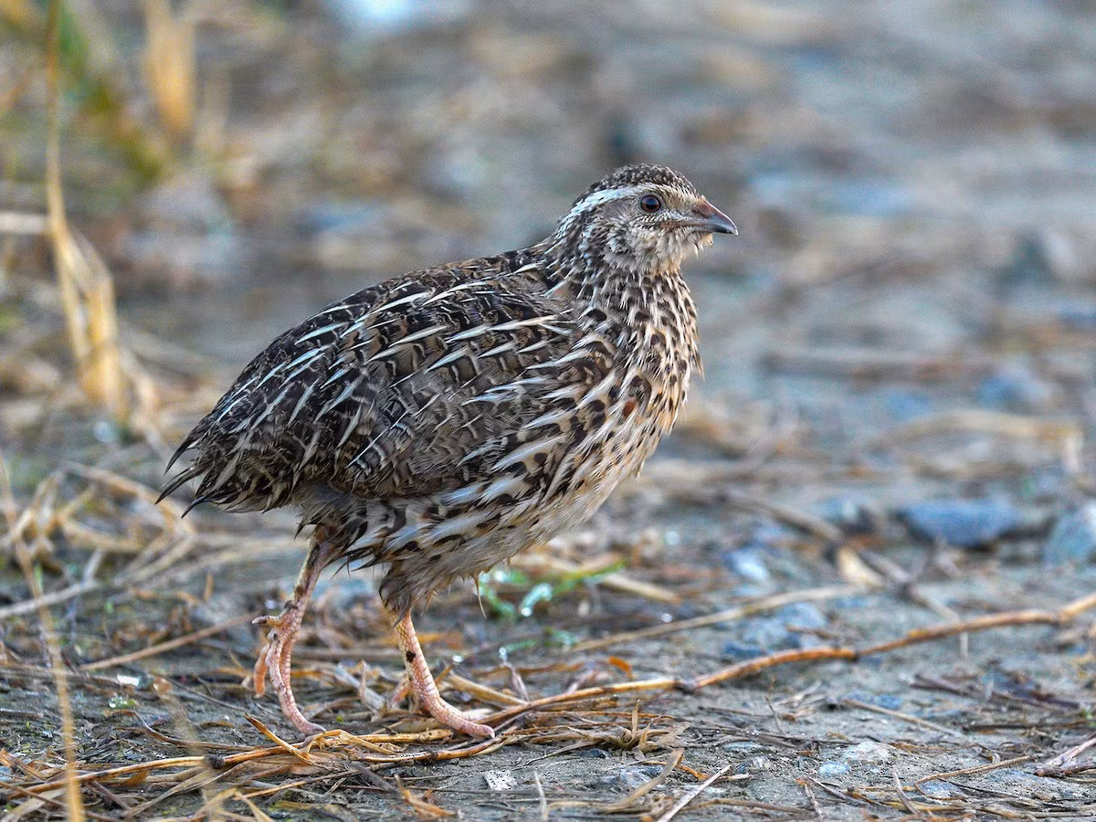  Cay Nhật Bản hay chim cút Nhật Bản (Coturnix japonica). Kích thước: Dài 17-19 cm. Khu vực phân bố: Có nhiều ở các vùng trung du của Việt Nam khi di cư vào mùa đông. Tình trạng bảo tồn: Ít quan tâm (Sách Đỏ IUCN).